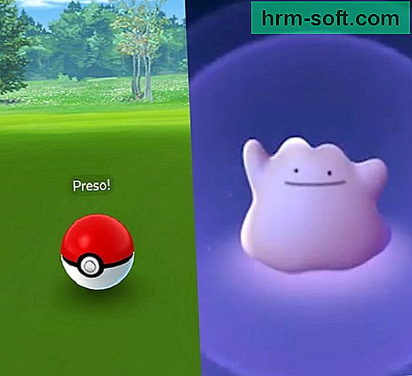 Cách tìm Ditto trên Pokémon GO