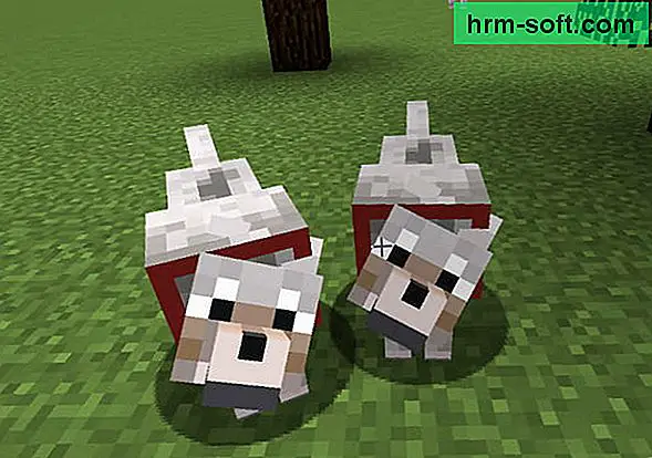 Cara menjinakkan serigala di Minecraft
